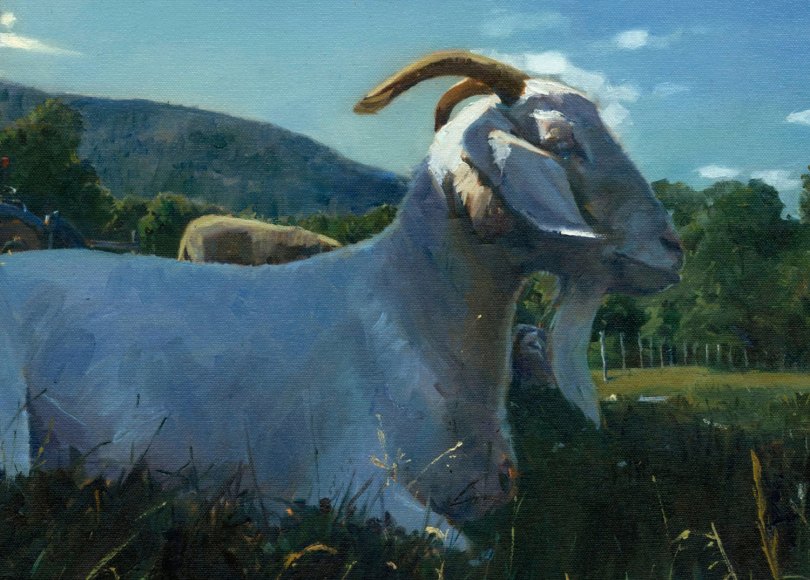 Albie the Goat - Marcus Pierno